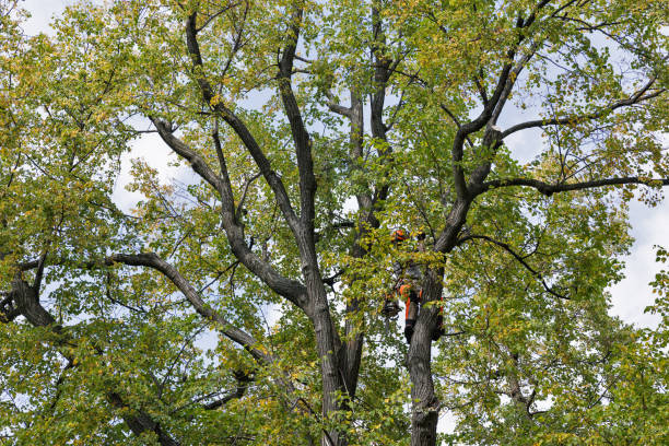 Best Tree Disease Treatment  in Fayetteville, AL